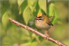 <p>KRÁLÍČEK OHNIVÝ (Regulus ignicapillus) /Firecrest - Sommergoldhähnchen/</p>